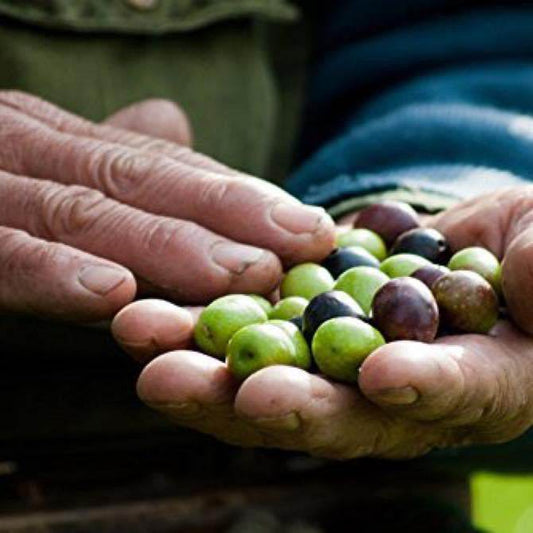 The Power of Monounsaturated Fats in Olive Oil : A Key to Better Health - Aleta Farms