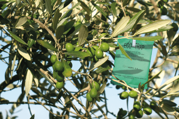 Eco-Trap : A non-toxic and environmental safe way - Aleta Farms