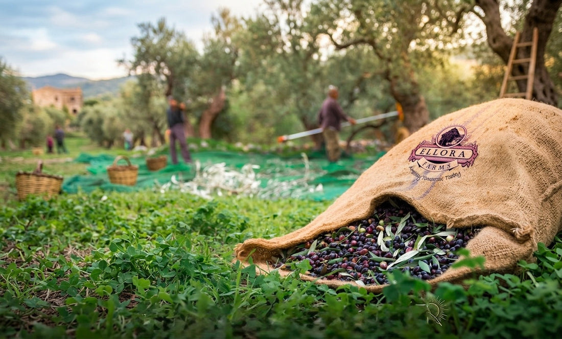 What Single Estate Olive Oil Really Means