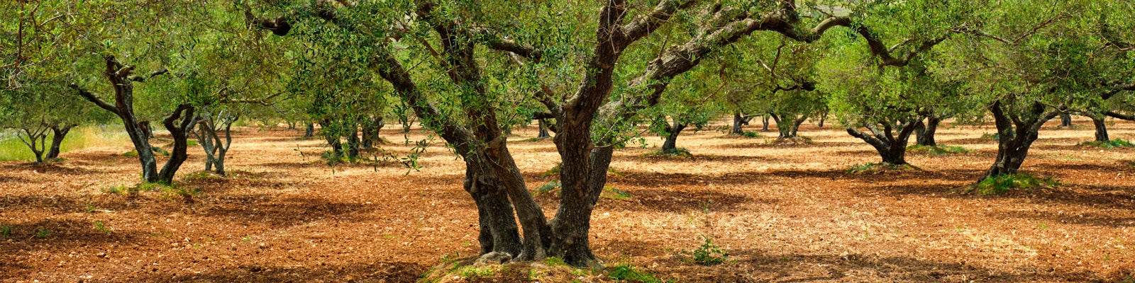 Extra Virgin Olive Oil - Aleta Farms